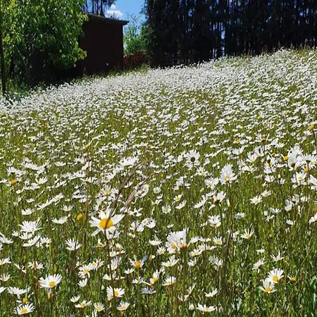 Mit Garten In Weissenbrunn